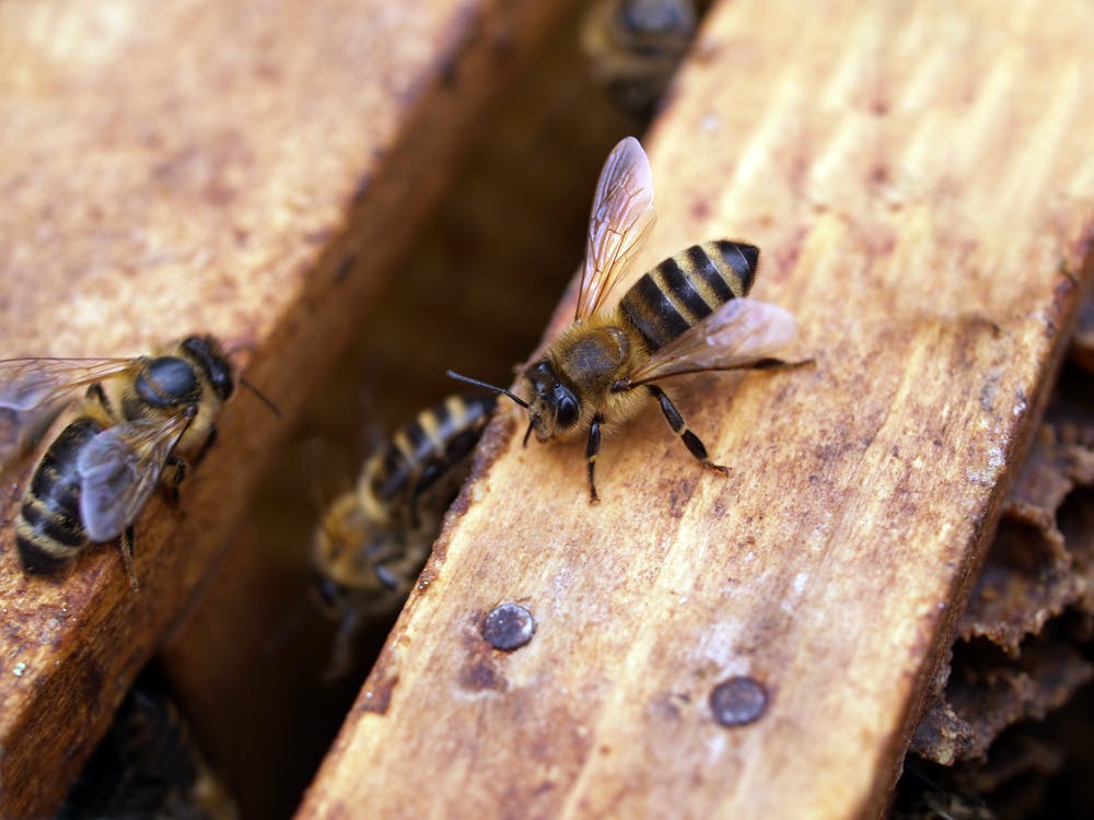 Bienen. Im Artikel: Zwiebel gegen Bienenstich?
