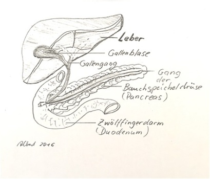 Eine Bleistiftzeichnung zeigt den Aufbau der Leber