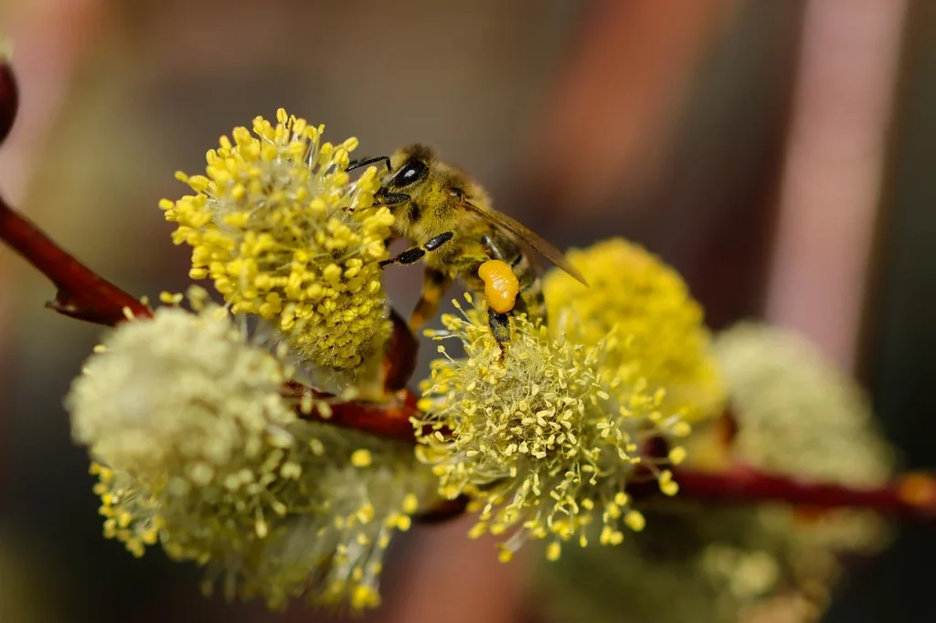 Eine Biene sitzt auf gelben Blüten und sammelt Pollen